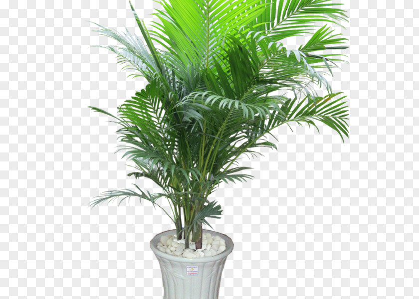 Tree Ornamental Plant Areca Palm Houseplant Arecaceae PNG