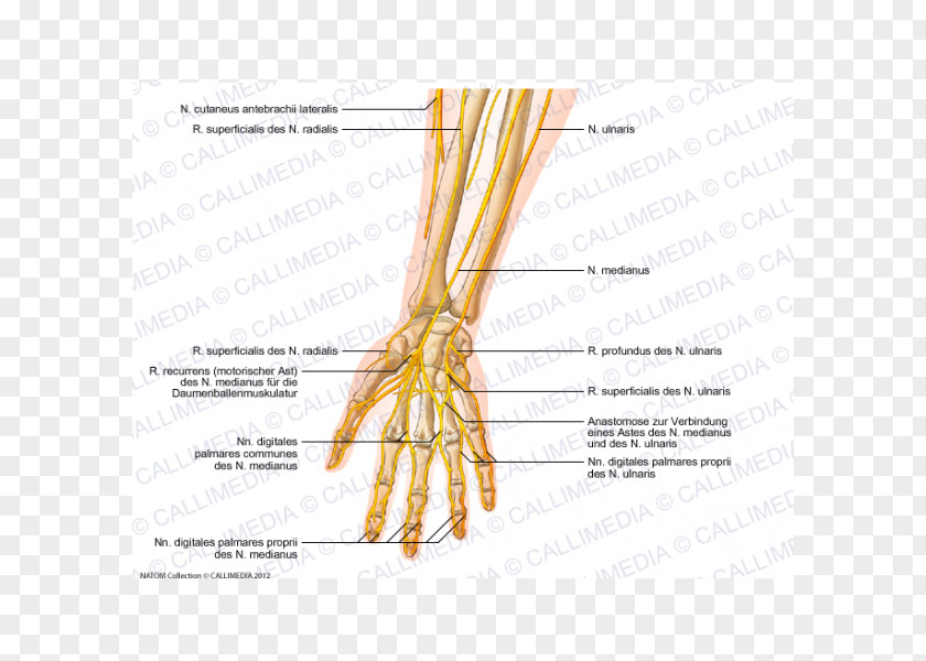 Arm Forearm Ulnar Nerve Anatomy PNG
