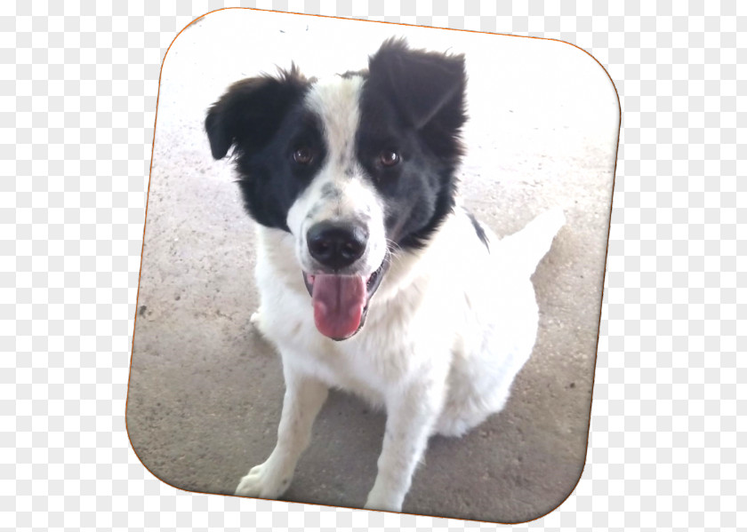 Border Collie Mix Dog Breed Rare (dog) Rough Group PNG