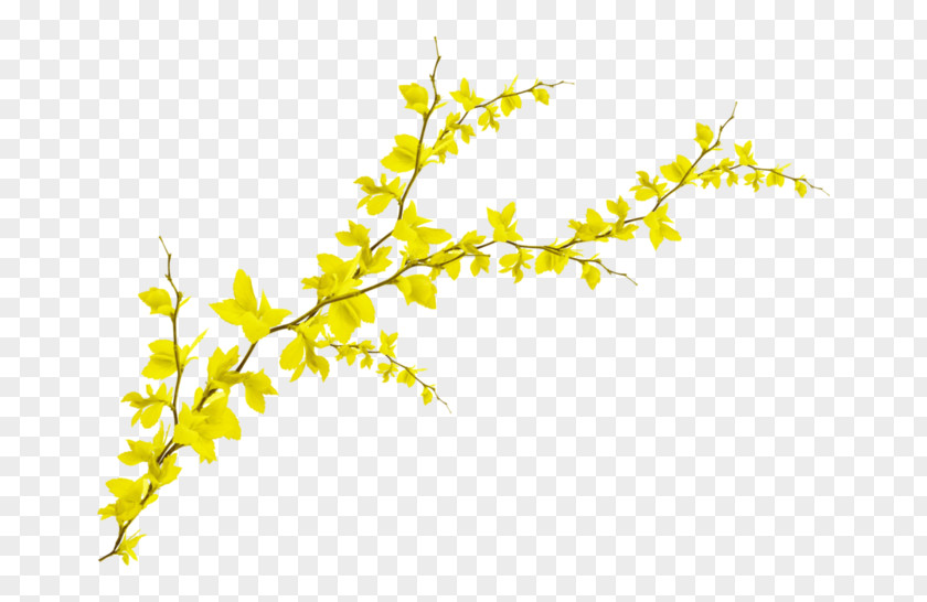 Branch Leaf Photography PNG