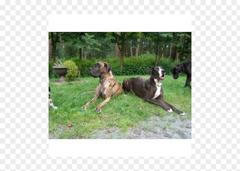 Deutsche Dogge Dog Breed Sporting Group Crossbreed PNG