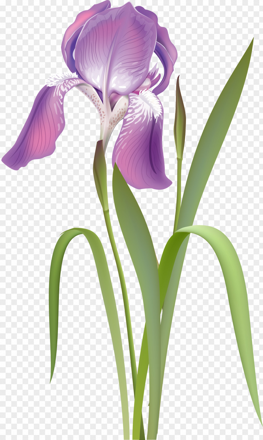 Flower Irises Plant Rhododendron PNG