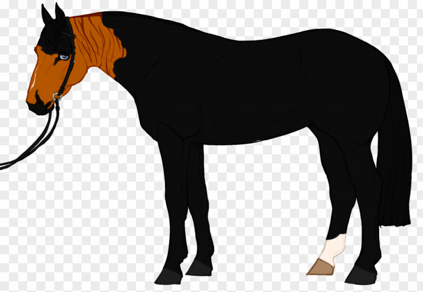 Mustang Pony Mare Stallion Rein PNG