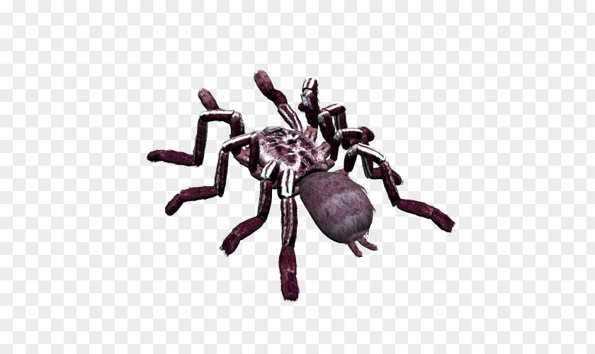 Spider Insect Image File Formats Clip Art PNG