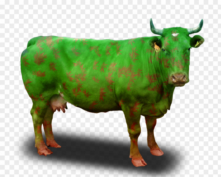 Tekila Beef Cattle Clip Art PNG