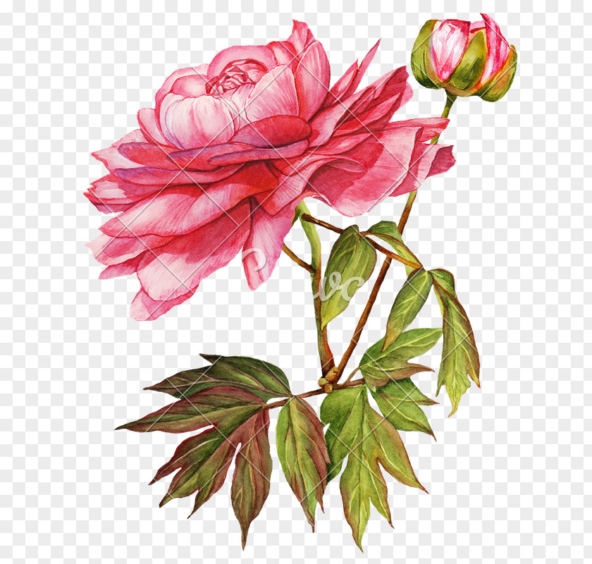 Watercolor Peony Flower Garden Roses Floral Design PNG