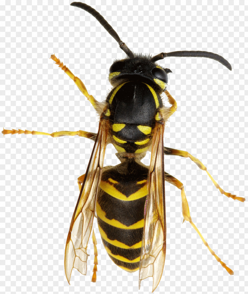 Bee Hornet True Wasps Nest PNG