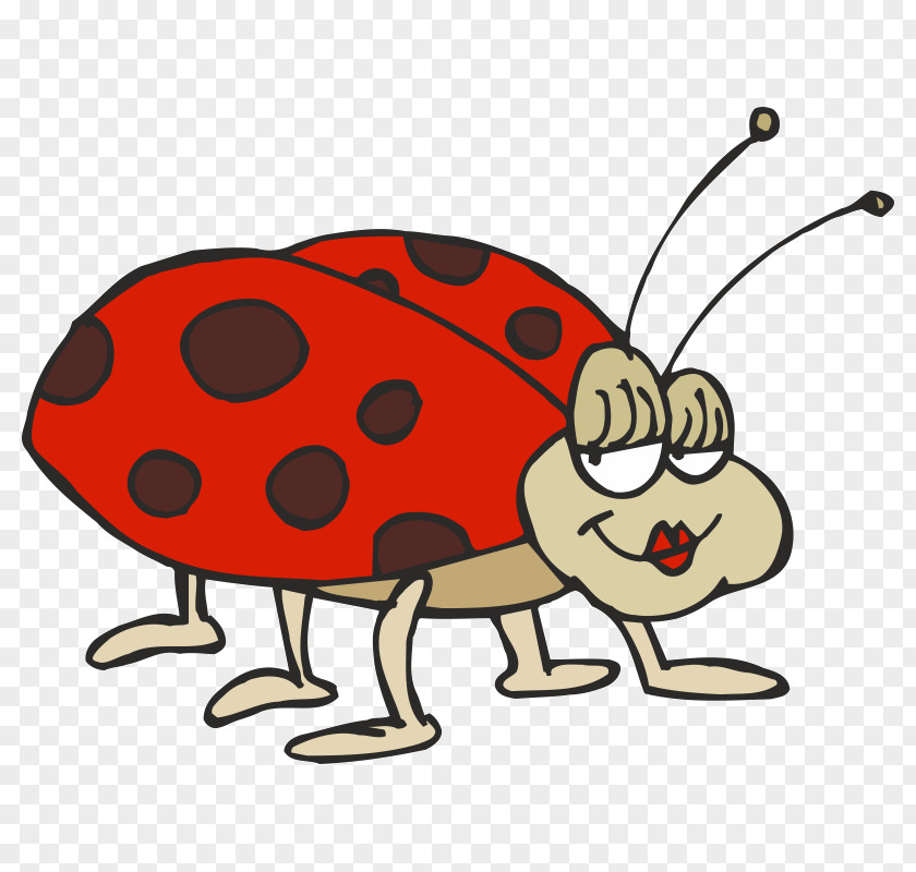 Beetle Ladybird Drawing Asian Lady PNG