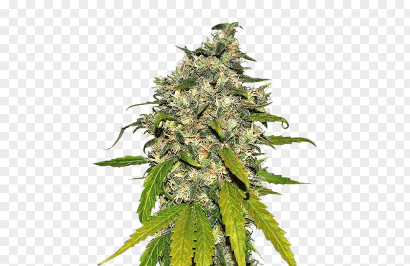 Cannabis Shop Autoflowering Kush Cultivation Medical PNG