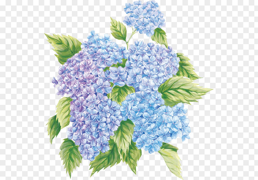 Hortensia French Hydrangea Flower Paper Painting Clip Art PNG