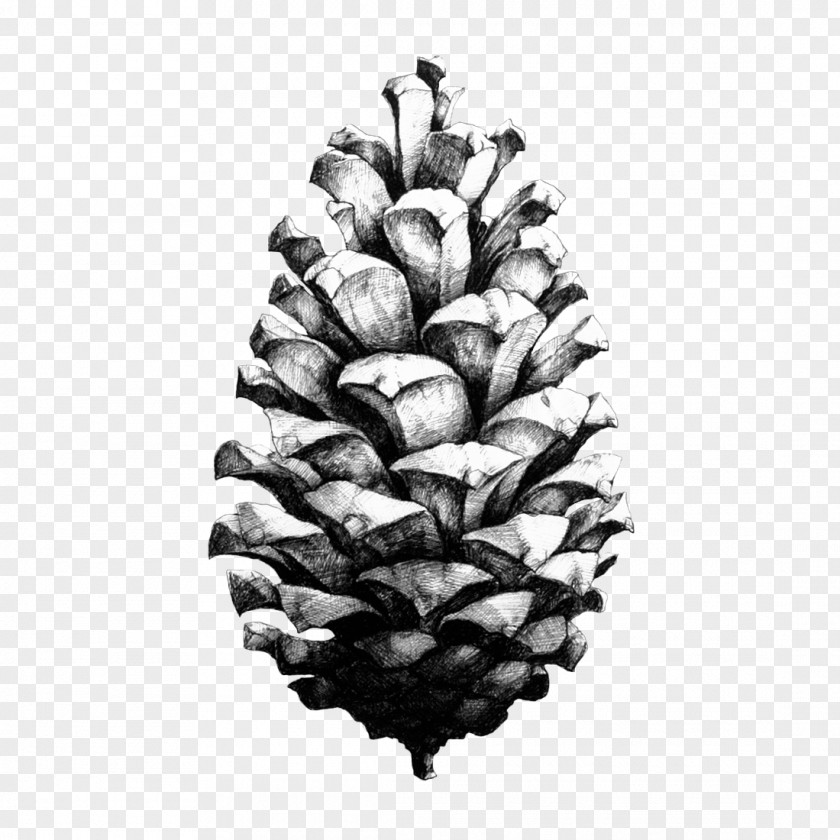 Perennial Plant Loblolly Pine Conifer Cone Drawing Paper Collective Nature 1:1 Design PNG