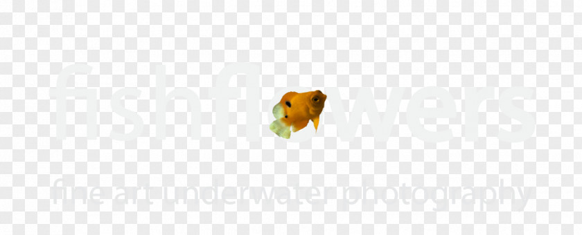 Underwater Fish Logo Brand Desktop Wallpaper Computer Font PNG
