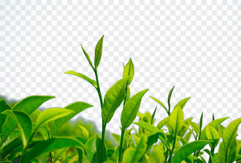 Green Tea Chrysanthemum Leaf Camellia Sinensis PNG