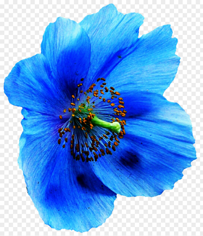 Poppy Papaver Nudicaule DeviantArt Blue Clip Art PNG