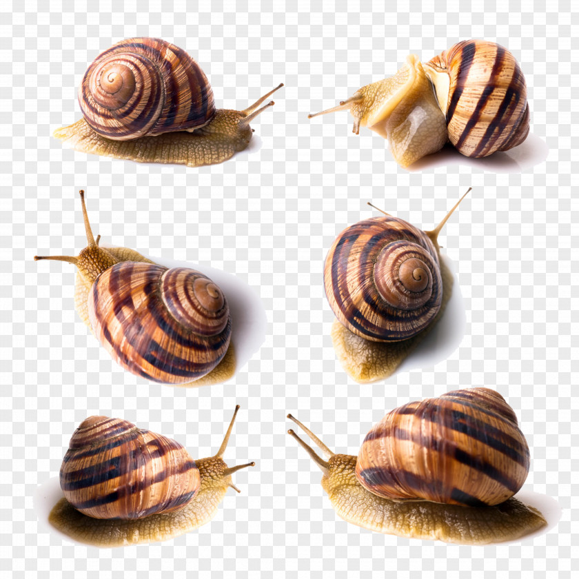 Six Snails Orthogastropoda Photography PNG