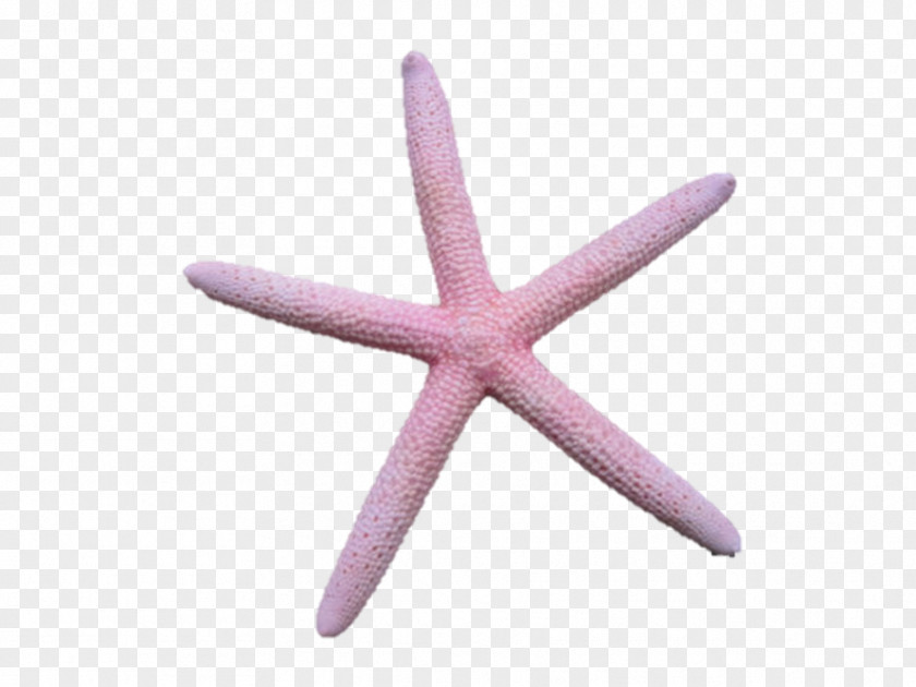Starfish Body Jewellery PNG