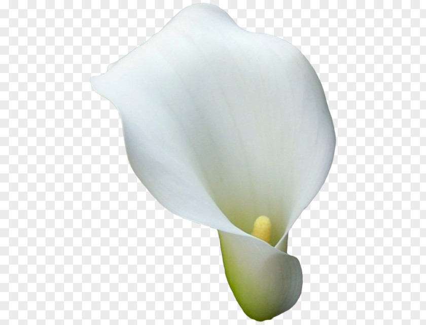 Callalily Arum-lily Flower Arum Lilies PNG