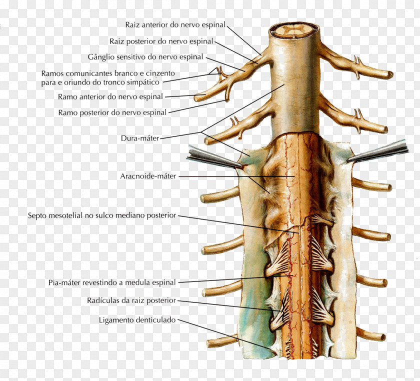 Denticulate Ligaments Nuchal Ligament Supraspinous Spinal Cord PNG