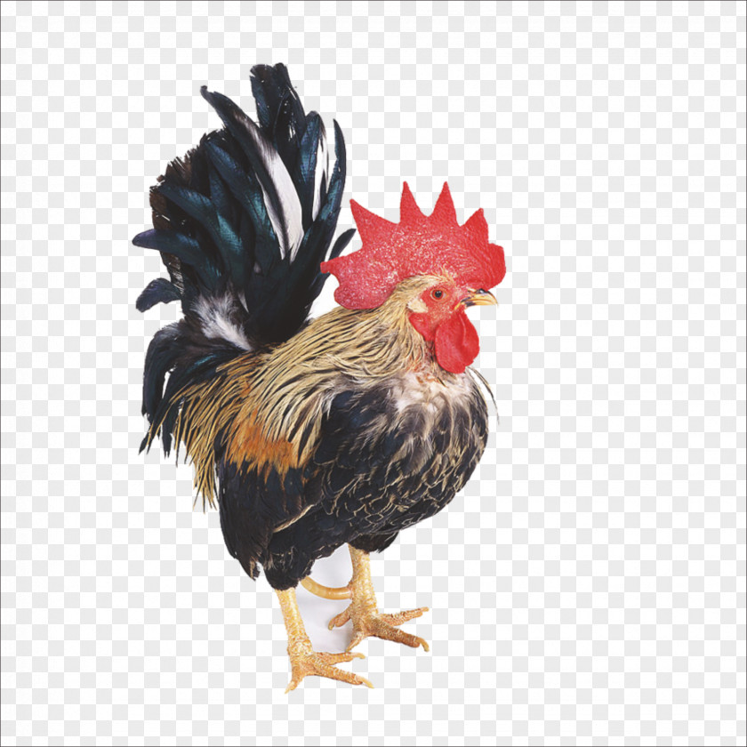 Cock Dutch Bantam Chinese Zodiac Rooster Poultry PNG