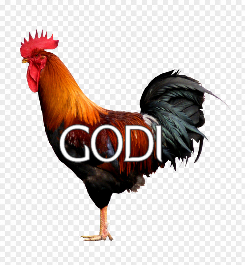 Murgha Rooster Cochin Chicken Rhode Island Red PNG