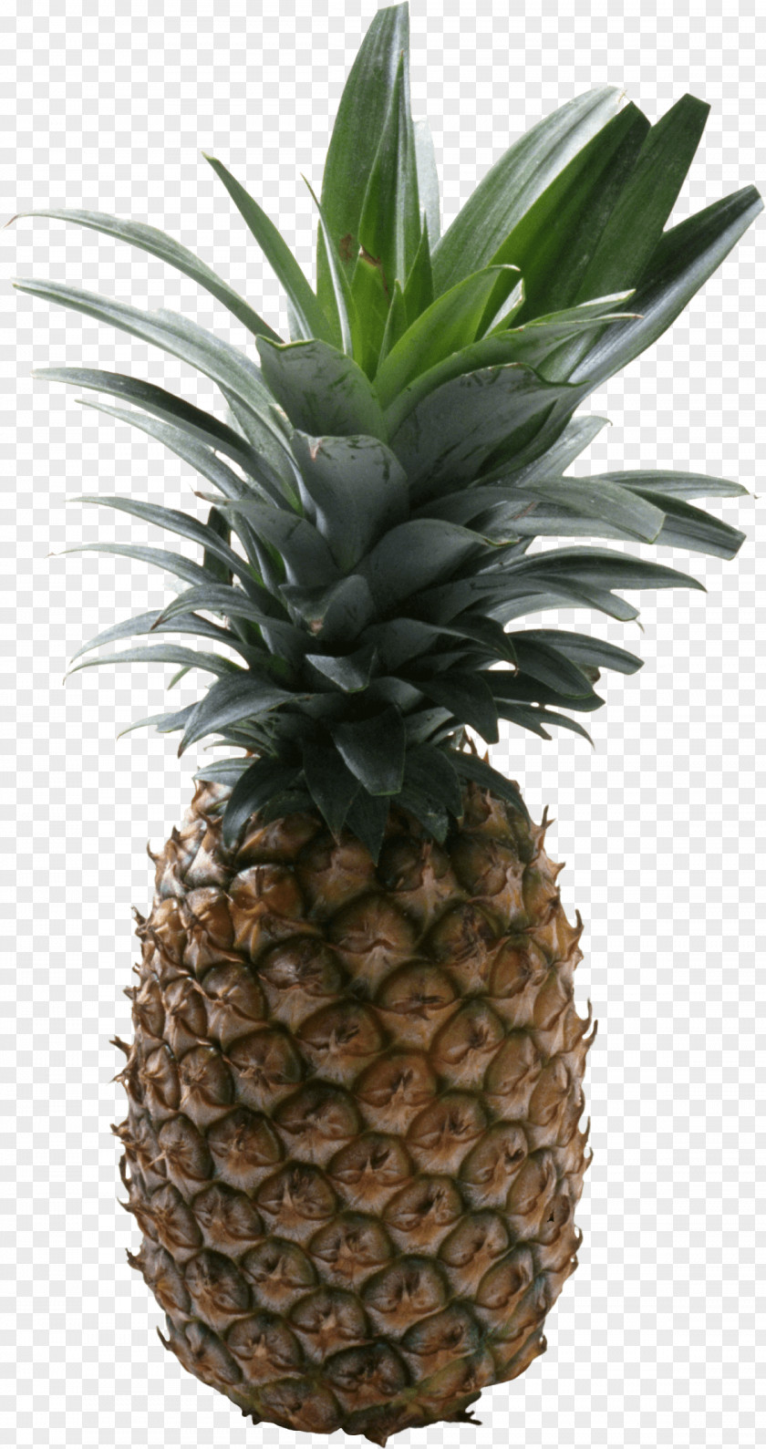 Pineapple Fruit Image Clip Art PNG