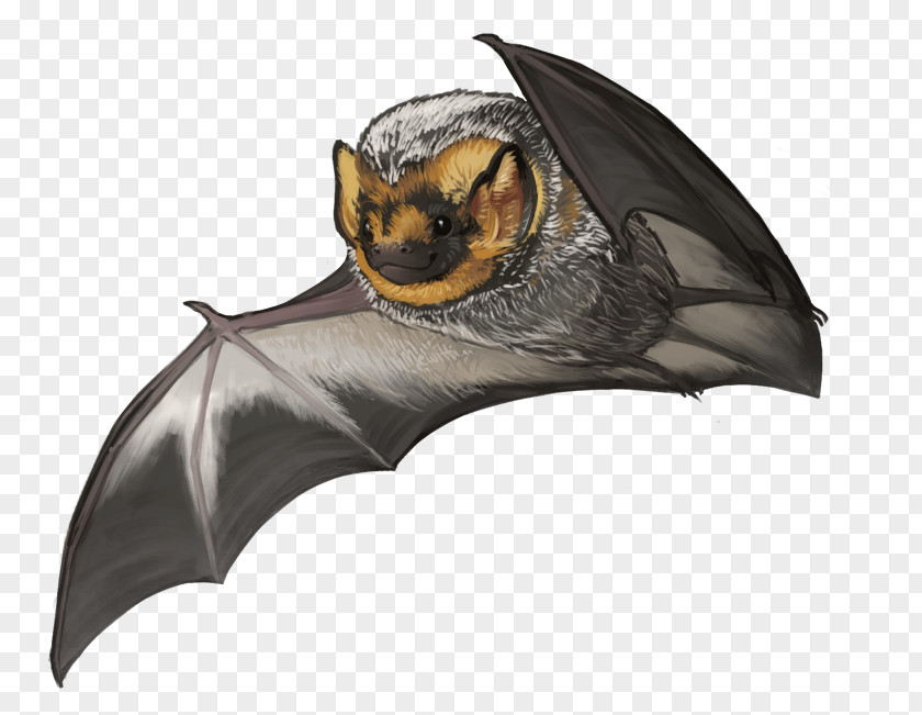 Bat Kitti's Hog-nosed Hoary Large Flying Fox Vampire PNG