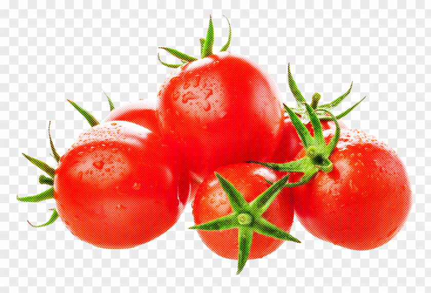 Bush Tomato Plant PNG