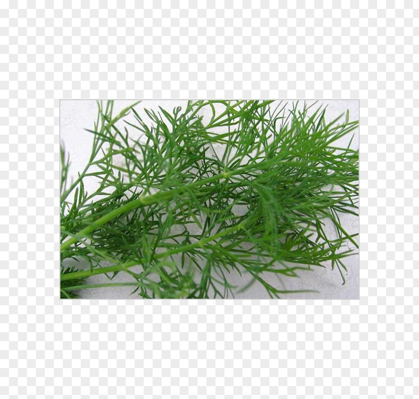 Dill Pickled Cucumber Herb Meaning Soybean PNG