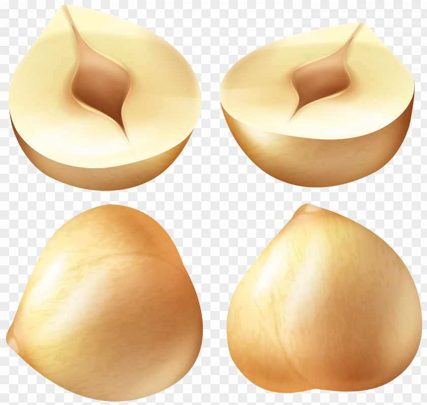 Hazelnuts Clip Art Image PNG