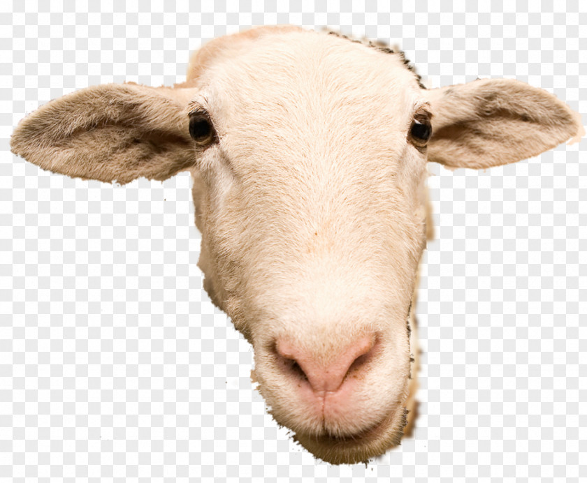 Sheep Scottish Blackface Goat Cattle Caprinae PNG