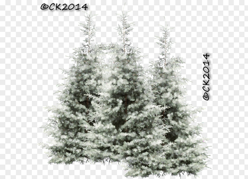 Sitka Spruce Juniper Christmas Black And White PNG