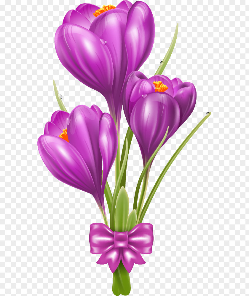 A Beautiful Roommate Who Receives Flowers Crocus Vernus Flower Tommasinianus Clip Art PNG