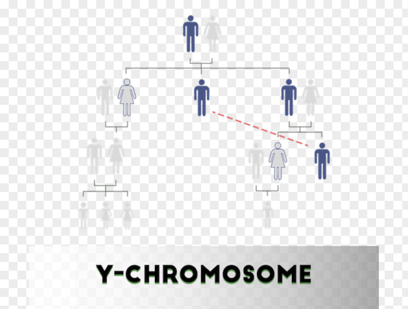 Dna Testing DNA Paternity Y Chromosome Profiling Non-Invasive Prenatal PNG