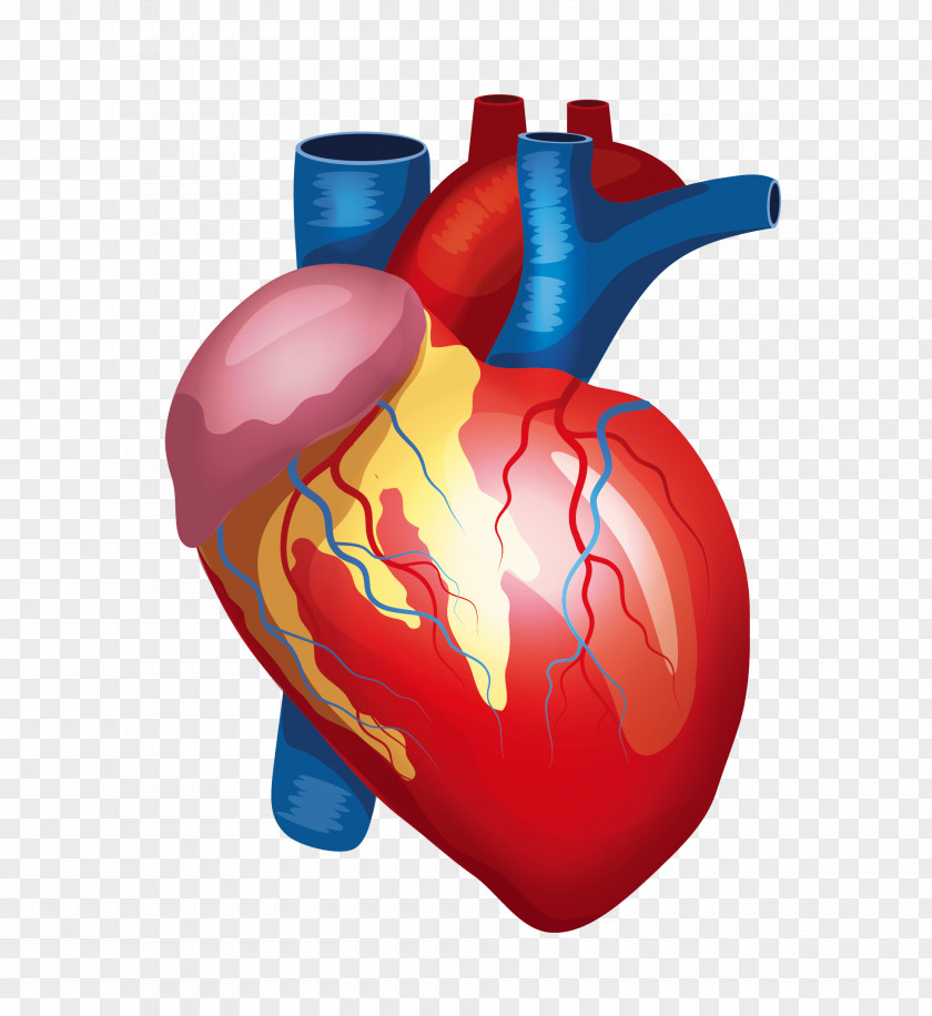 Heart Liver Kidney Human Body Organ PNG body Organ, Medical Anatomy Cardiac Vessels, human heart illustration clipart PNG