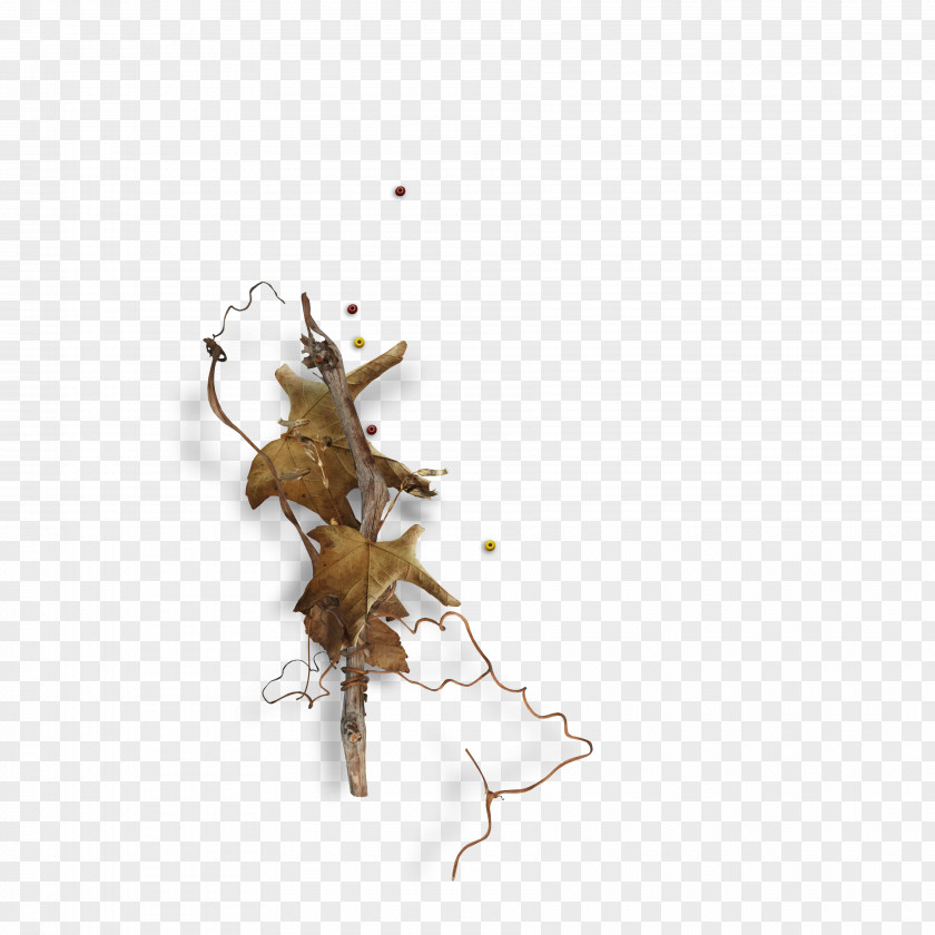 Insect Pest PNG