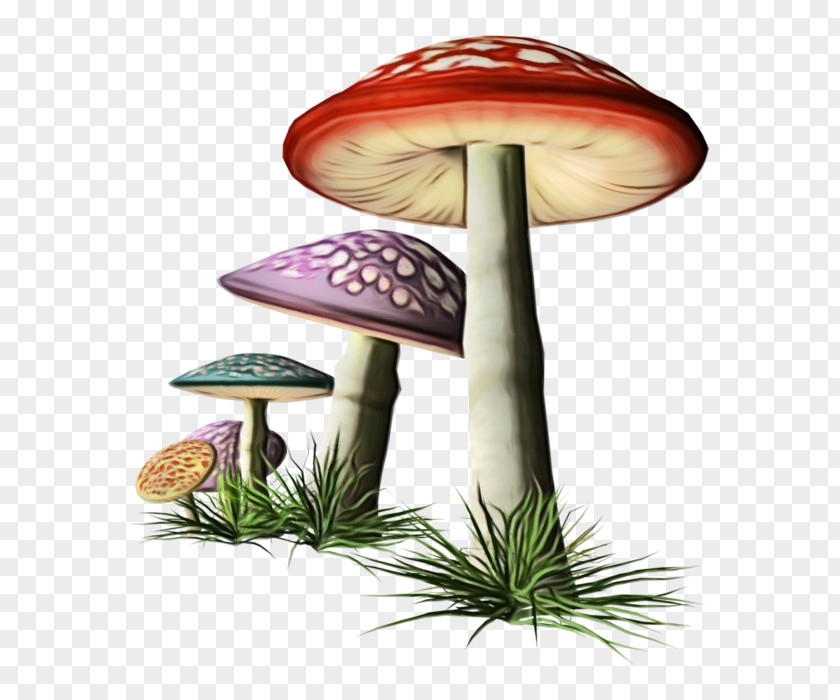 Agaric Agaricaceae Mushroom Bolete Edible Terrestrial Plant Fungus PNG