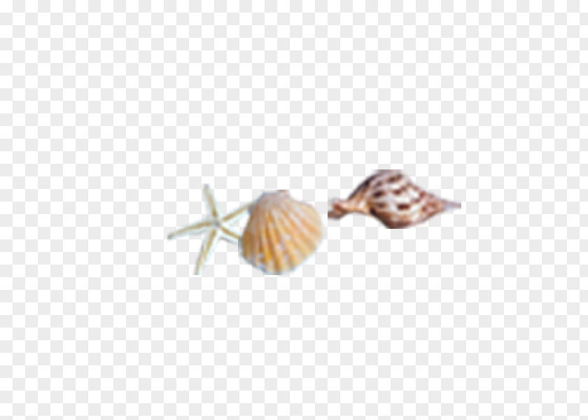 Conch,shell Seashell Sea Snail Conch PNG