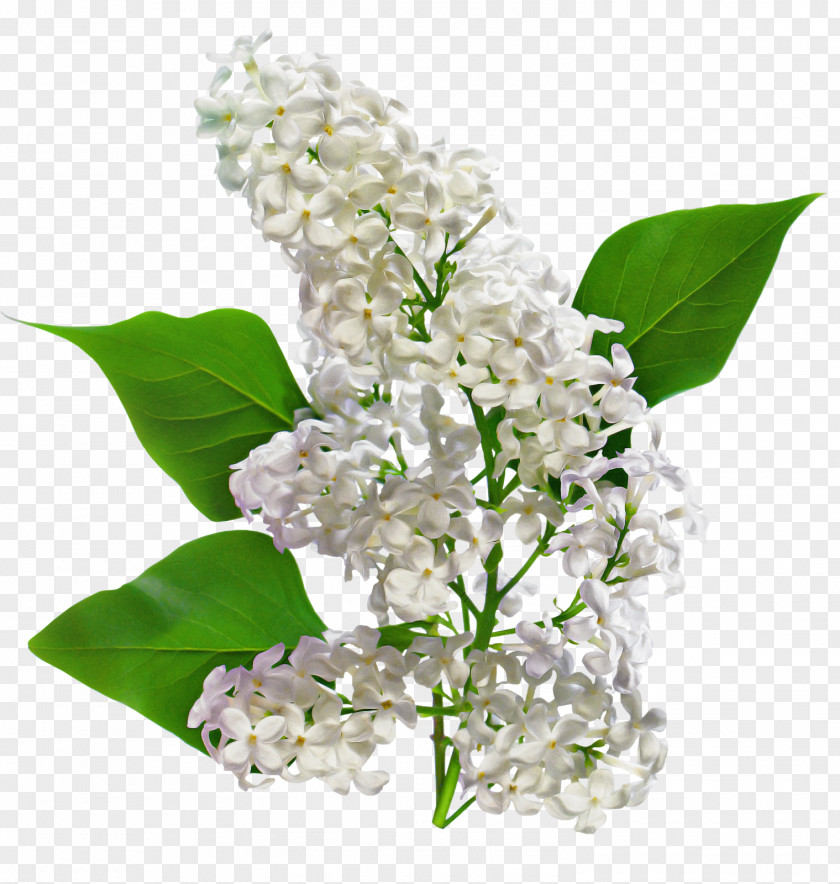 Flower Lilac Plant Lily Of The Valley PNG