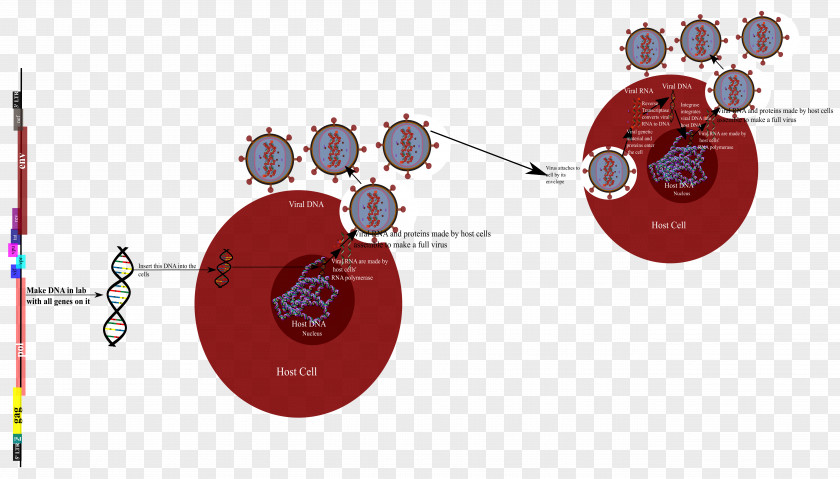 Hiv Virus Clipart Product Design Diagram Graphics Technology PNG