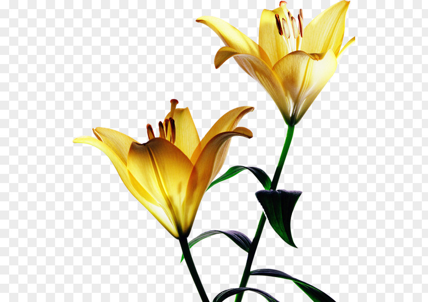 Lily Hong Tiger Yellow Flower Red PNG