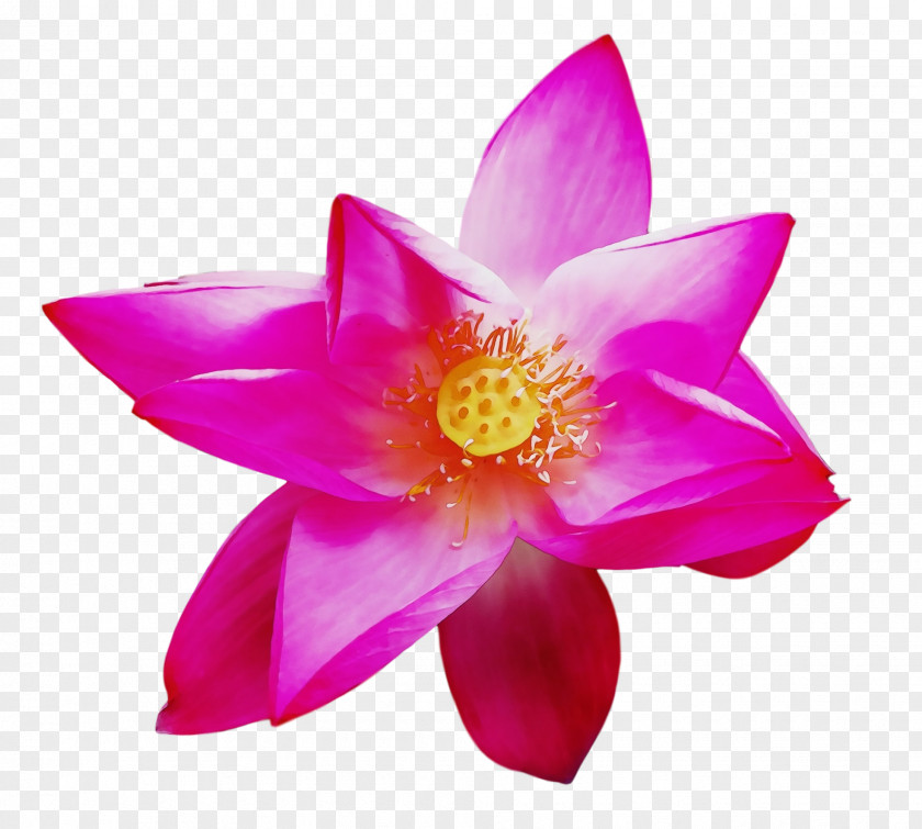 Sacred Lotus Lotus-m PNG