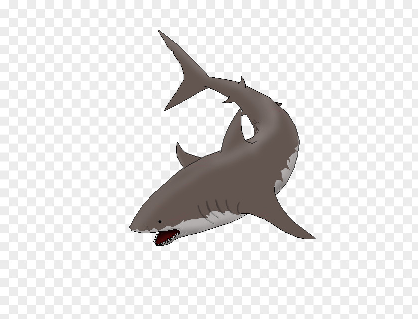 Go Fishing Tiger Shark Requiem Sharks Product Design Marine Biology PNG