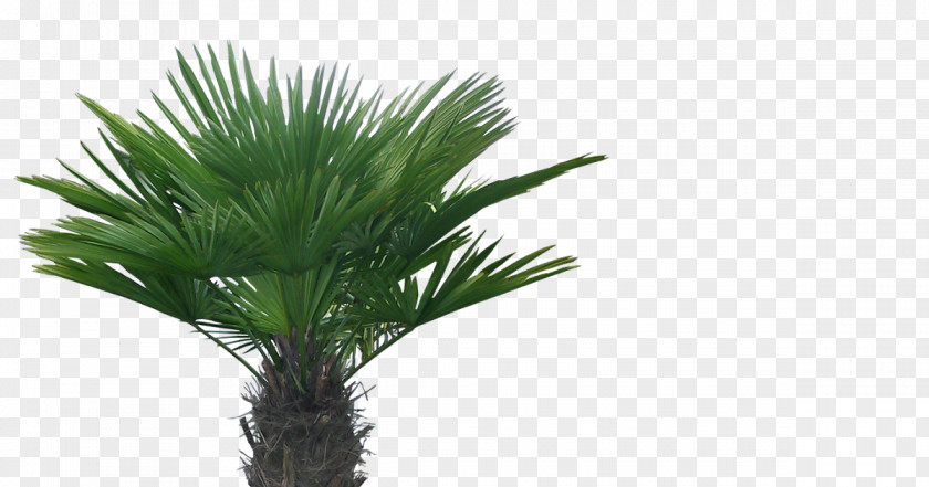 Tree Asian Palmyra Palm Arecaceae Coconut PNG