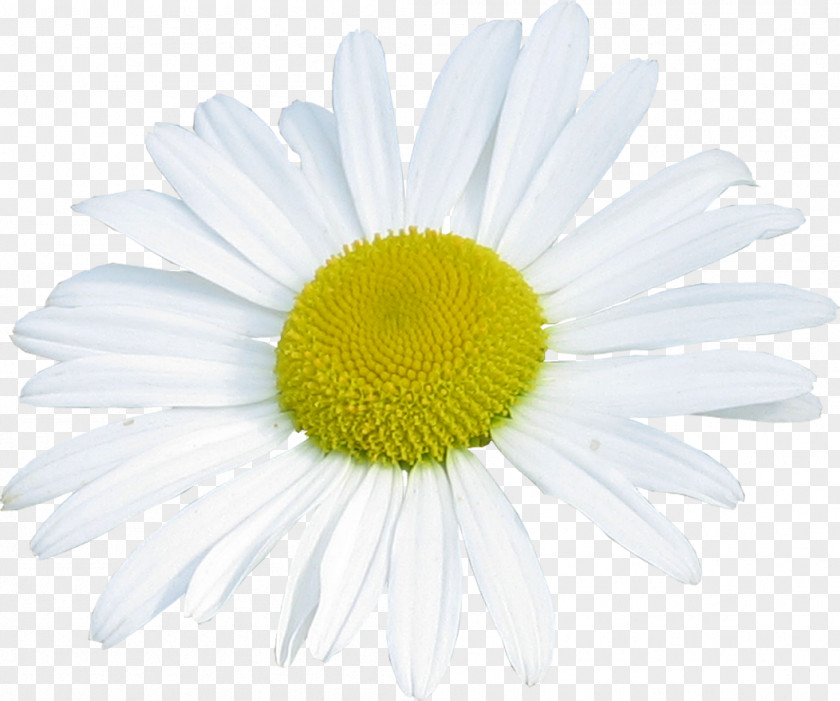 Chrysanthemum Common Daisy Oxeye Marguerite Roman Chamomile PNG