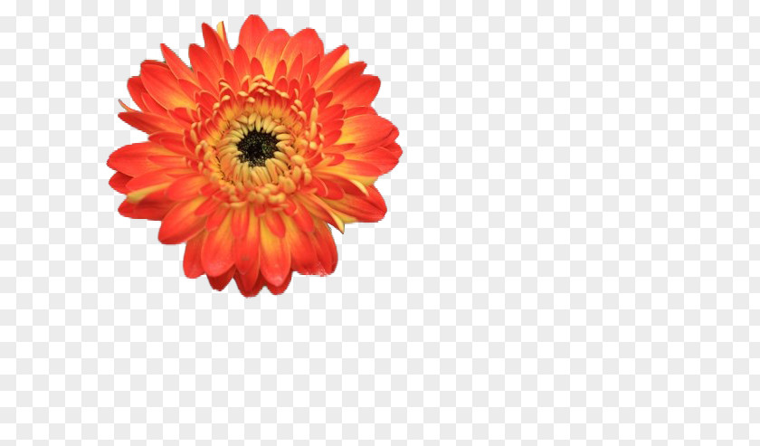 Gerbera Barberton Daisy Chrysanthemum Naver Blog Cut Flowers PNG