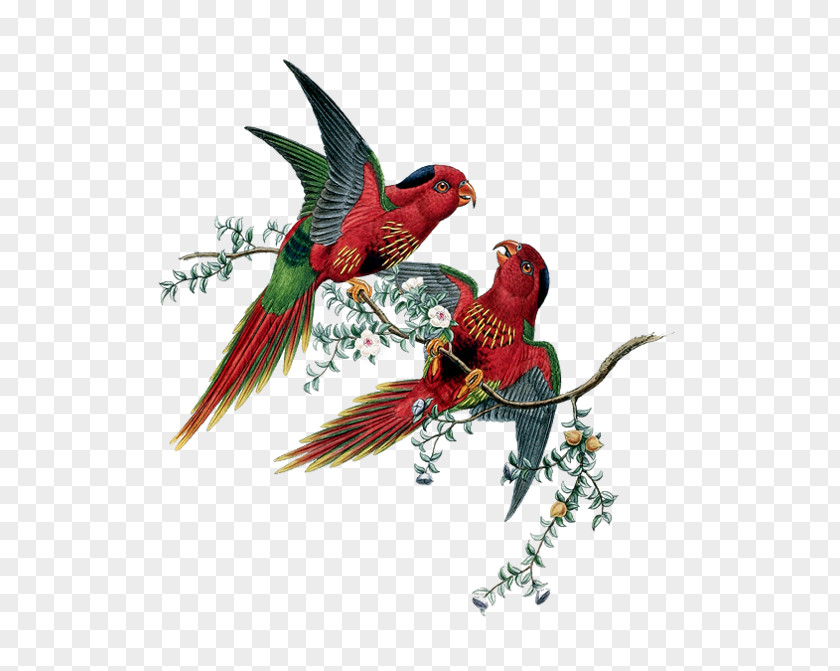 Parrot Parrots Of The World Lovebird Shabby Chic PNG