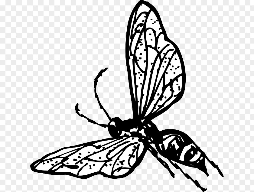 Bee Outline Insect Wasp Clip Art PNG