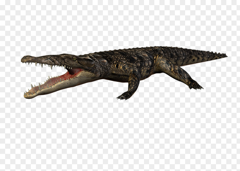 Crocodile Nile Alligators Animal Blog PNG