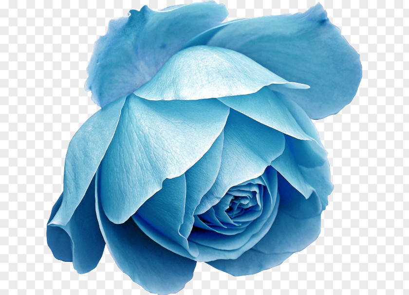 Flower Blue Rose Image PNG