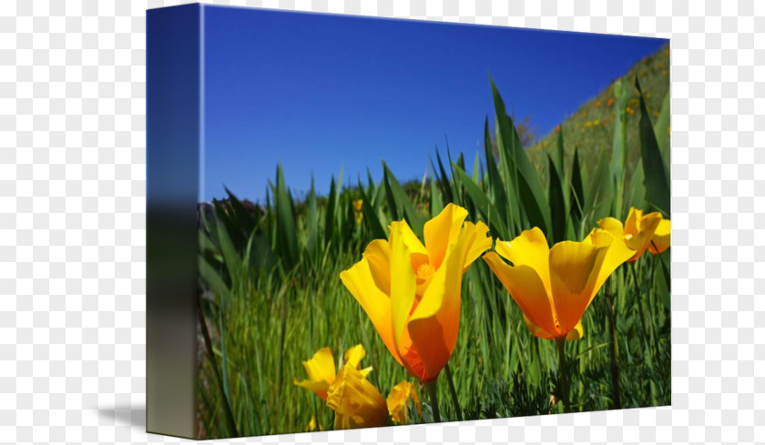 Poster Green Tulip Meadow Ecoregion Wildflower Desktop Wallpaper PNG